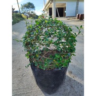 Carmona Bonsai Tree or Fukien Tea Tree - Tsaang Gubat  - Free pot and white pebbles - PIPH