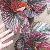 tanaman hias begonia rex walet pink promo