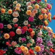 Rose Flower Seed Climbing Vine Rose Four Seasons Flowering Climbing Wall Climbing Courtyard Indoor F