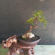 Best seller bonsai beringin california