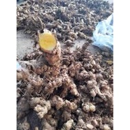 5-root yellow reed wormwood for seed