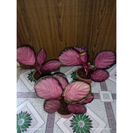 CALATHEA CRIMSON/LARRA THEA'S AFFORDABLE