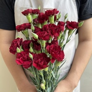 CARNATION ANYELIR BUNGA POTONG FRESH BUNGA SEGAR TANGERANG BSD GS