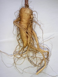 gingseng merah korea