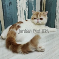 kucing peaknose exotic short hair pedigree