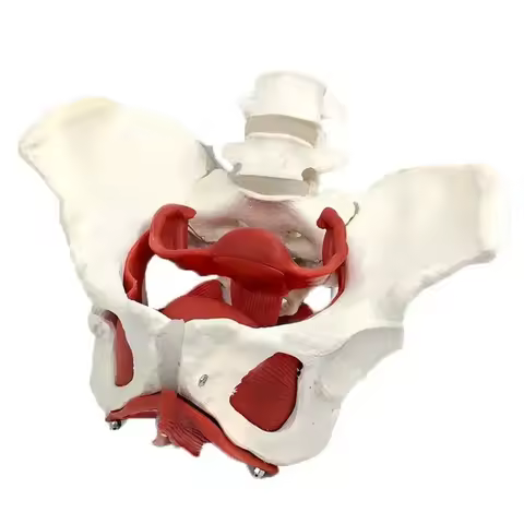 Human Female Pelvis Pelvic Floor Muscle Anatomy Medical Science Model Anatomical Uterus Ovary Lumbar