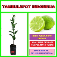 Tanaman Jeruk Nipis - Bibit Jeruk Nipis Bibit Jeruk Nipis Buah Jeruk