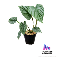 tanaman hias daun philodendron mamei silver
