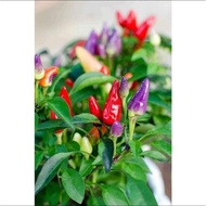 20pcs Seeds Cili Pelangi Multi color Bolivian Rainbow Chili 彩色辣椒