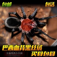 Brazilian Bloodback Black Velvet Spider Baka Docile Binatang Binatang Makan Burung Labah-labah Warna