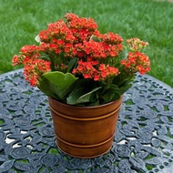 Kalanchoe blossfeldiana Live Plant  with FREE plastic pot garden soil   ( Indoor Plant  Real Plant  