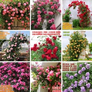 Yuman Garden（yumanyuan）Rose Seed Climbing Vine China Rose Seed Seed Four Seasons Planting Flowering Climbing Vine Climbi