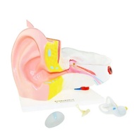 Ear anatomy model 6 times larger human organ anatomy model biology teaching medical demonstration mo