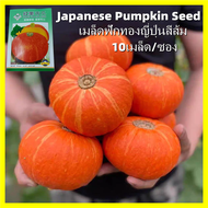 ปลูกได้ทั้งปี งอกง่าย 10เมล็ด/ซอง เมล็ดฟักทองญี่ปุ่นสีส้ม (Orange Japanese Pumpkin Seeds) เมล็ดพันธุ์ฟักทองญี่ปุ่นสีส้ม Organic Vegetables Seeds for Planting Pumpkin Plant Seeds เมล็ดพันธุ์ผัก ผักสวนครัว ต้นไม้มงคล เมล็ดบอนสี ต้นผลไม้ บอนไซ พันธุ์ผัก