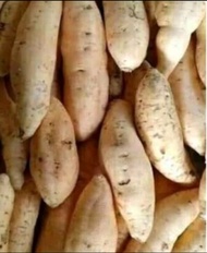 ubi madu ketela rambat /ubi madu tela segar fresh..1kg