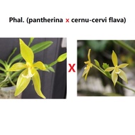 [ Species ] Phalaenopsis ( pantherina x cornu-cervi flava ) Orchid Seedling 3654