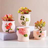 4-leaf clover peony plant pot, rose cactus, mini CHAUM17, growing stone lotus, ornamental plant, dec