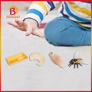 [Blesiya1] Life Cycle of Bee Toys Science Animal Growth Cycle Figures Presentations