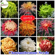 SG Ready Stock Chrysanthemum Seeds 200pcs Hot Sale Flower Seeds for Planting Rare Beautiful Live Plants Home Gardening Decoration Balcony Herb Plant Outdoor and Indoor Potted Bonsai Seed High Germination Rate Easy To Grow In The Local Cash on Delivery
