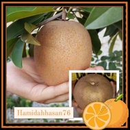 Anak pokok ciku mega..