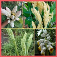ขิง ขิงประดับ 4สีให้เลือก(เหง้า)ความงามที่กินได้ ขิงดอกสีขาว ดอกเขียว ขิงดอกสีเหลือง ขิงไข่มุก ขิงกระต่าย ขิงไข่มุก