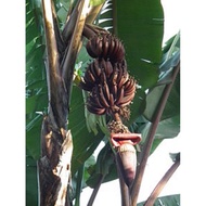 Red cavendish / pisang raja udang