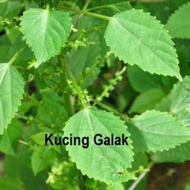 Kucing Galak/Anak Pokok