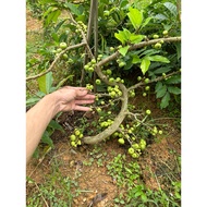 Super fruit fig tree