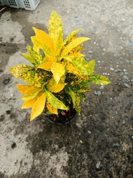 โกสนใบส้มทอง