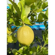 Anak Pokok Lemon Eureka (Percuma Baja Pokok Buah)