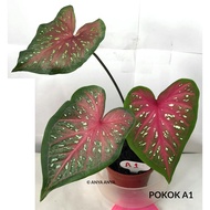 POKOK KELADI LUKMAI 22 HYBRID THAI CALADIUM LIVE PLANT THAILAND