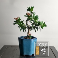 Podocarpus Red Bud Small Leaf Bonsai (S Size)