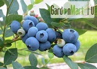 GardenMart4U Tropical Blueberry Live Plant Anak Pokok Beri Biru 蓝莓树