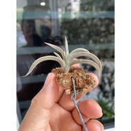T. Tenebra airplant,tillandsia