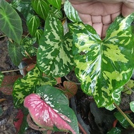 🔥Keladi Askar/ Caladium Hilo Beauty (Bulb/ubi)🔥