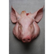 DISKON Kepala babi mentah utuh segar / fresh pig head (daging babi