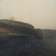 channa stewartii karbi anglong 25-27cm