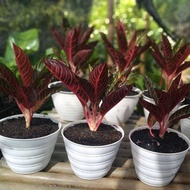 Tanaman hias aglonema red sumatra-aglonema red sumatra