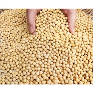 黄豆 SOYBEAN / SOYA BEAN / SOYA / KACANG SOYA