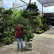 90s Greenovation Live Tree Podocarpus 2 Stem Small Leaf Bonsai 罗汉松大树双枝小叶 (双头雀舌盆栽) 7-8ft