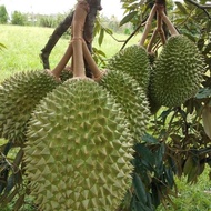 Baja Durian  Fertilizer for Durian 1kg