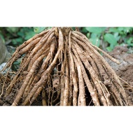 Indian Asparagus Root/powder (asparagus racemosus) SATHAVARI Thanneervittan Shatavari Sataver yellow white Chuang khruea