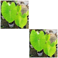 colocasia red eyed gecko/bunga hidup