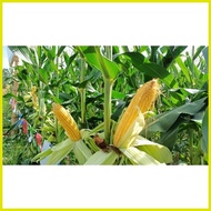 ◿ ▤ ⚾︎ Bravado F1 Hybrid Sweet Corn Pack - Condor Quality Seeds