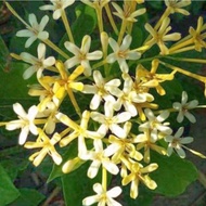 Pokok Ixora Madagascar ( Anak Pokok ) 'VIRAL'.