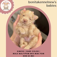 Jual Anjing Maltipom Mix Mini Pom Anakan Anjing Maltese Mini Pom