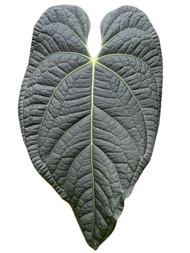 Anthurium Regale x Luxurian