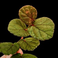 🌿Begonia Sp Tatau (begonia Sarawak)