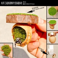 [Ready Stock] Pet Jumping Spider Box Dodge Hole Drying Platform Walnut Cottage Small Gecko Cave Magn