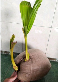 kelapa tunas 2
